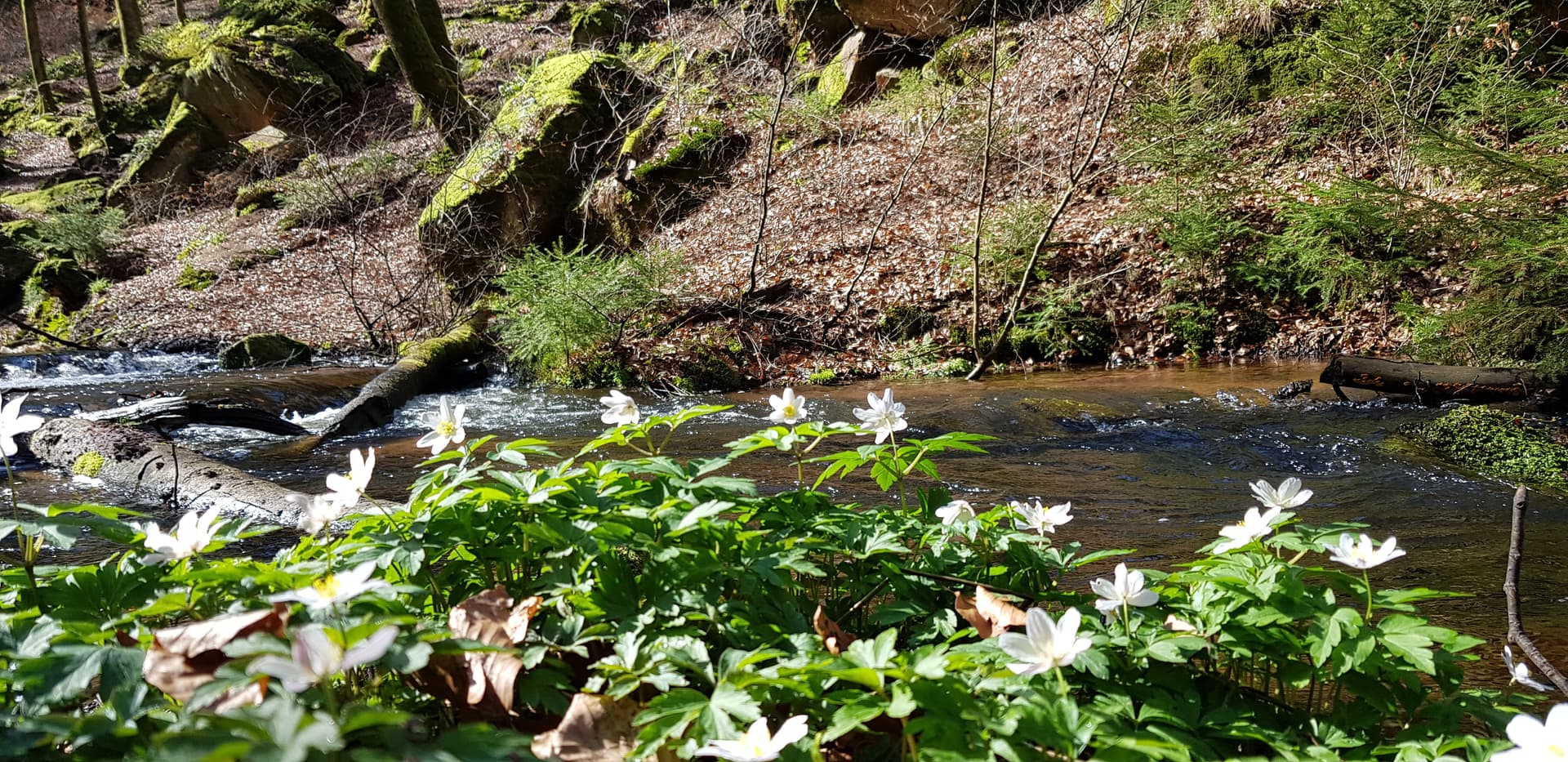Waldbach mit Frühlingsblüten im Pfälzerwald
